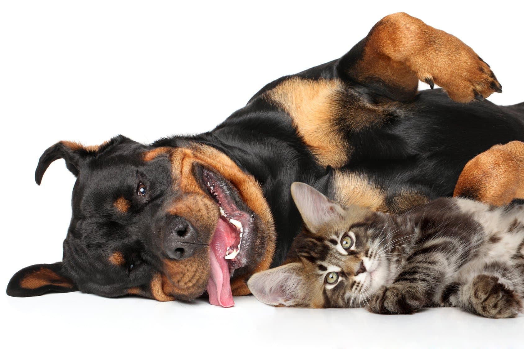 introducing-a-kitten-to-a-dog.jpg